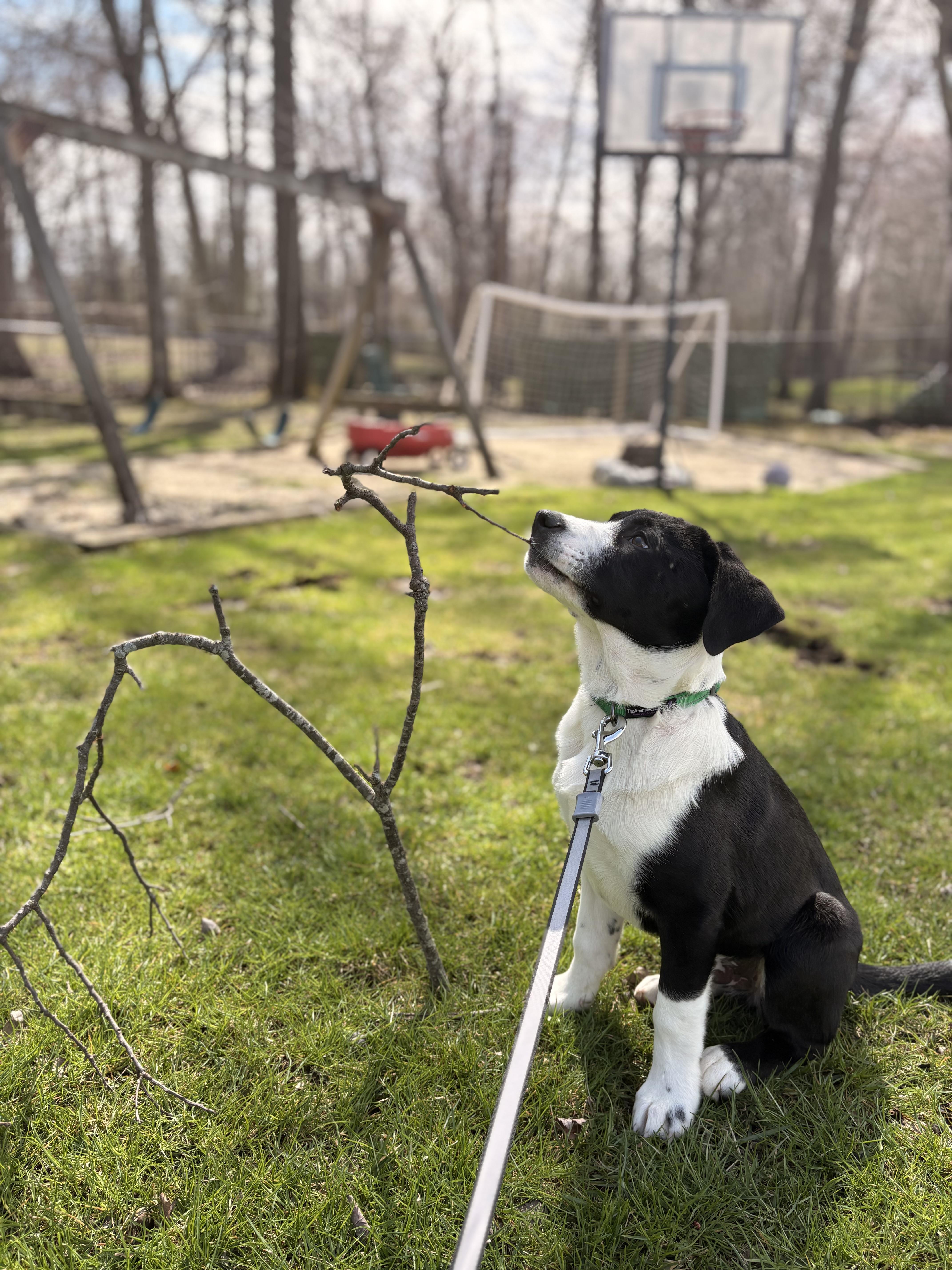 Enlarge Later, an adopted mixed breed in Eatontown, NJ image 2/4