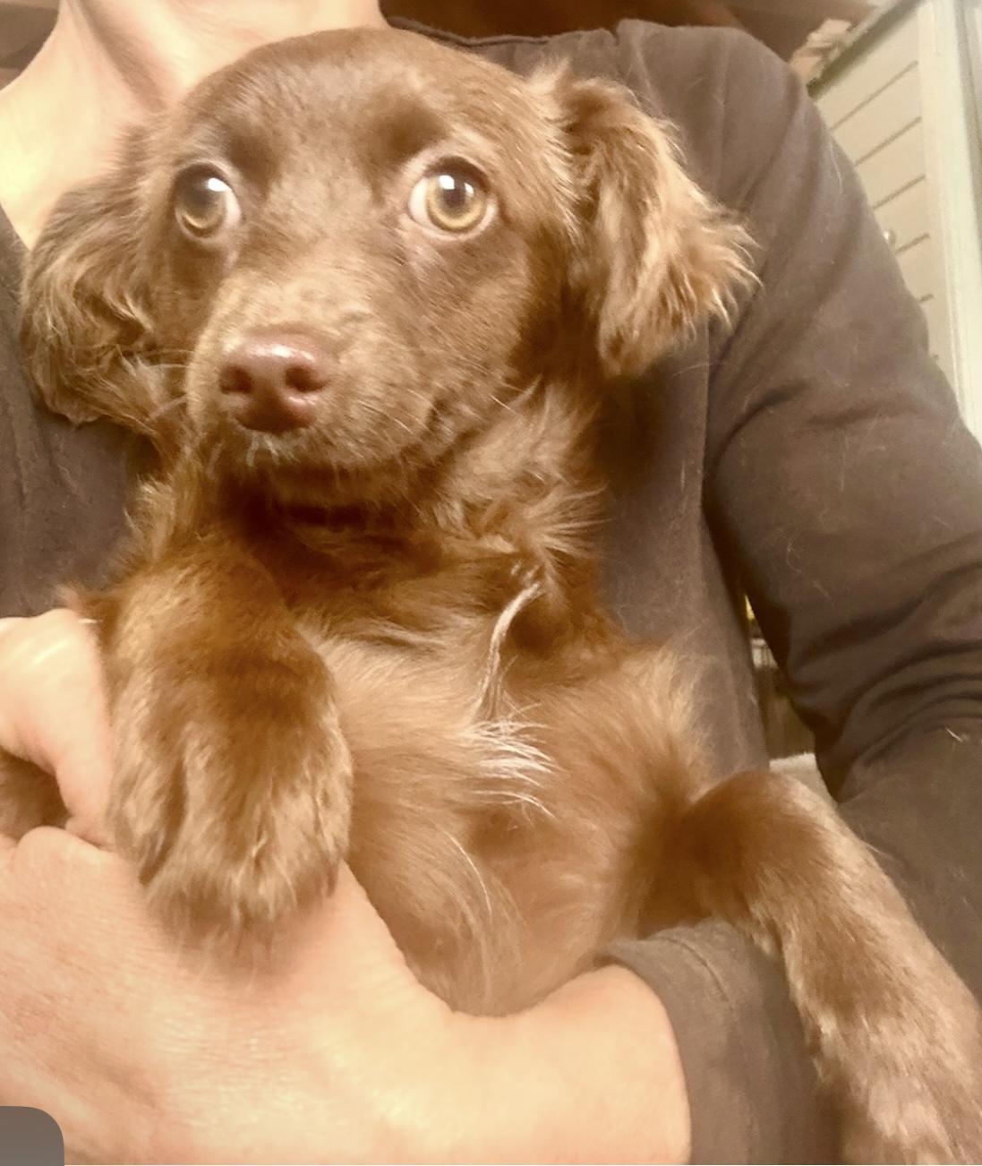 Mila, Baby Female Dachshund (Long Haired)