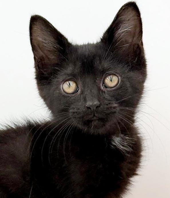 Quinton is a baby smush - Sooo sweet Sooo fun - video too, a Adoptable Bombay in Bedford Hills, NY image 3/6