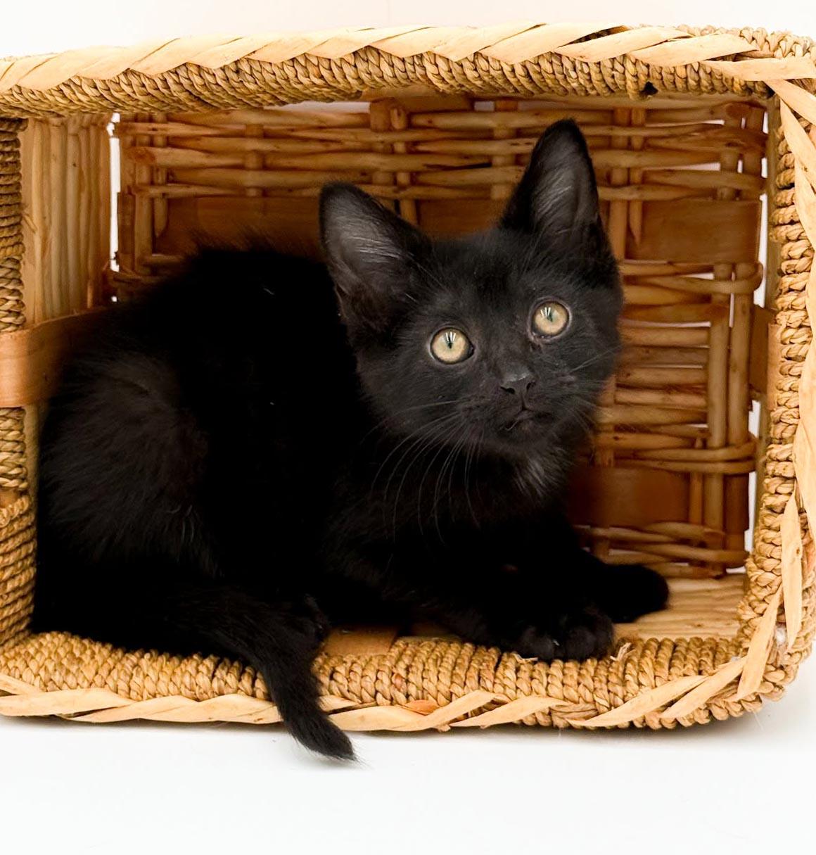 Quinton is a baby smush - Sooo sweet Sooo fun - video too, a Adoptable Bombay in Bedford Hills, NY image 1/6