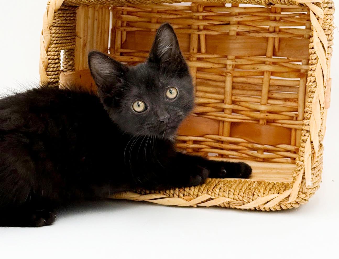 Quinton is a baby smush - Sooo sweet Sooo fun - video too, a Adoptable Bombay in Bedford Hills, NY image 5/6