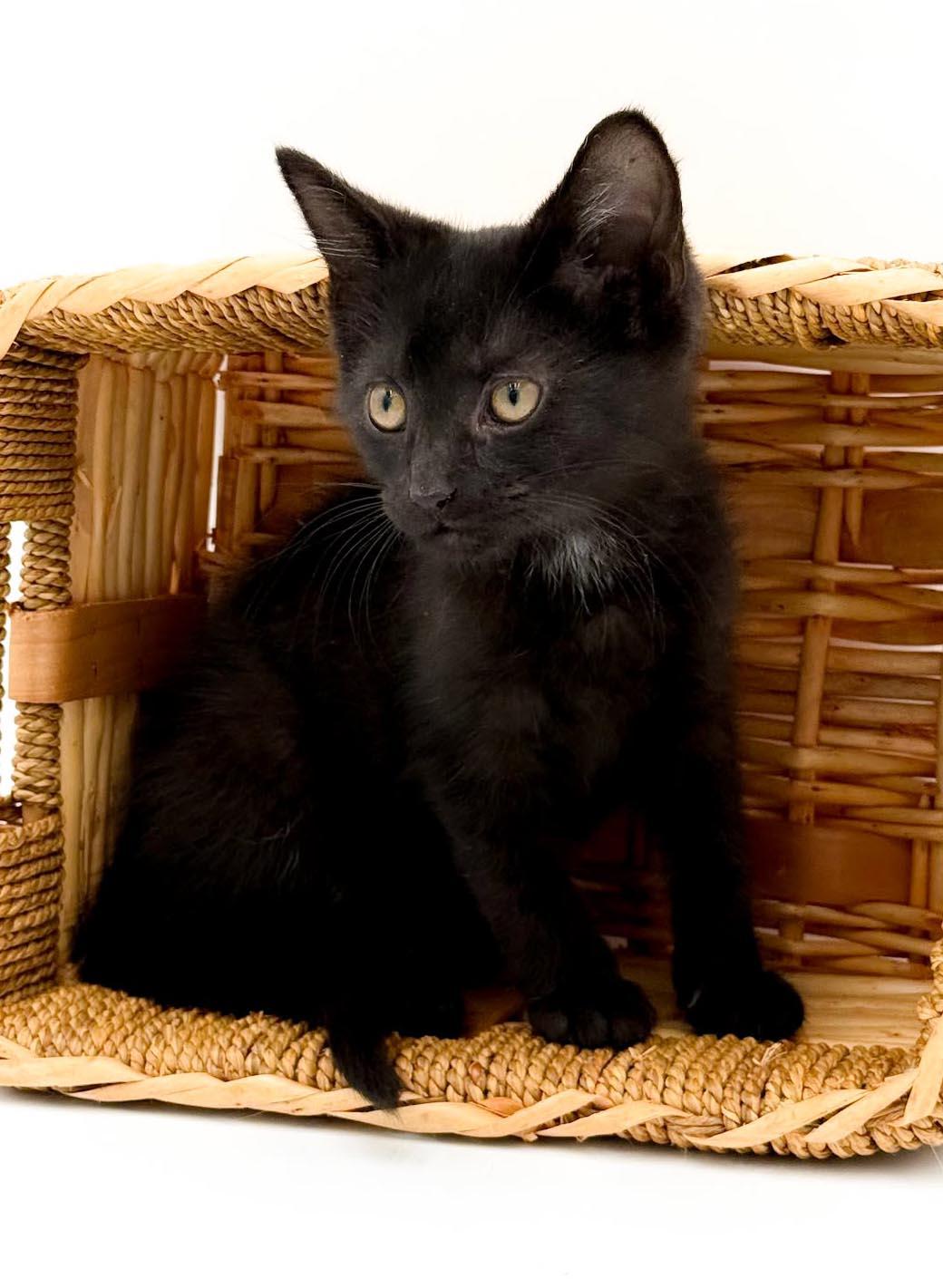 Quinton is a baby smush - Sooo sweet Sooo fun - video too, a Adoptable Bombay in Bedford Hills, NY image 6/6