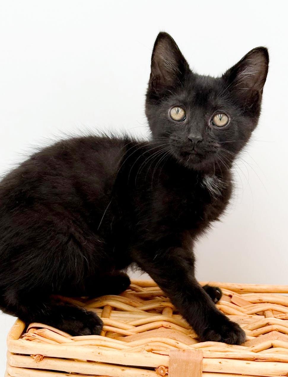 Quinton is a baby smush - Sooo sweet Sooo fun - video too, a Adoptable Bombay in Bedford Hills, NY image 2/6