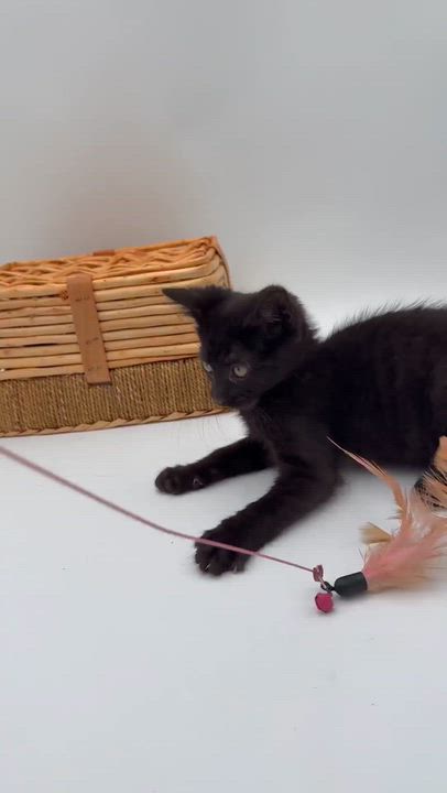 Enlarge Quinton is a baby smush - Sooo sweet Sooo fun - video too, a Adoptable Bombay in Bedford Hills, NY video 4/6
