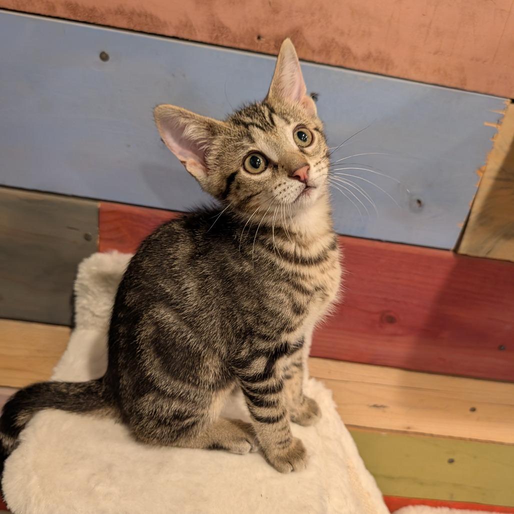 Agnetha, an adopted Domestic Short Hair in Cape Girardeau, MO image 1/3
