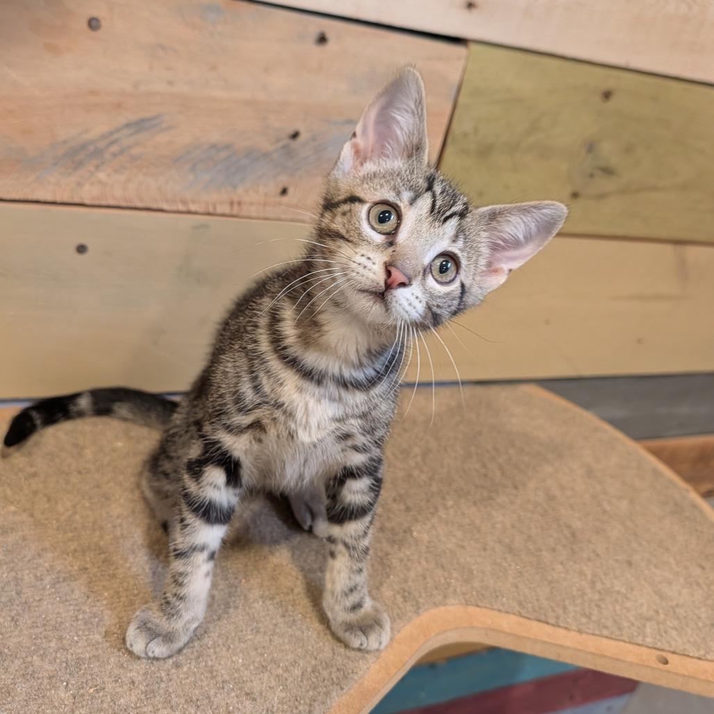 Agnetha, an adopted Domestic Short Hair in Cape Girardeau, MO image 2/3