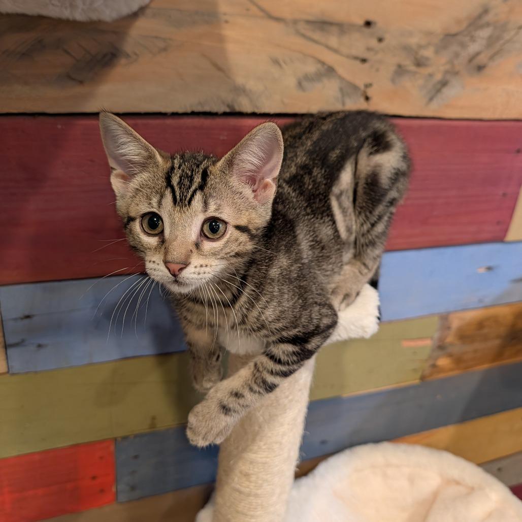 Agnetha, an adopted Domestic Short Hair in Cape Girardeau, MO image 3/3
