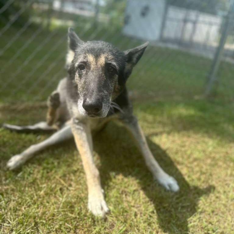 Bubbles, Adoptable, Senior Female Mixed Breed.