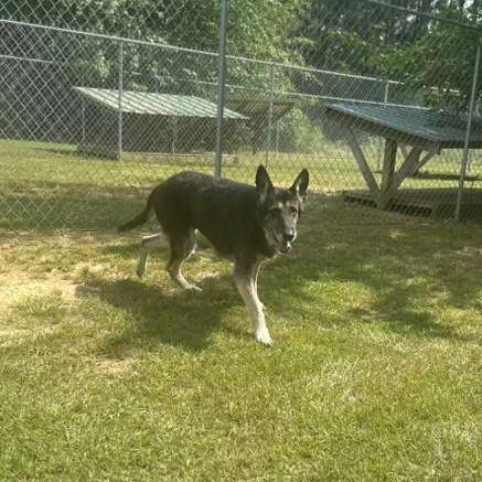 Enlarge Bubbles, a Adoptable Mixed Breed in Gadsden, AL image 2/6
