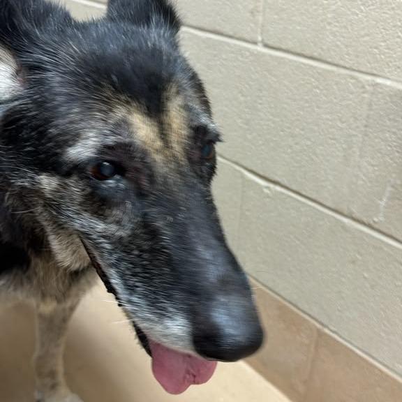 Enlarge Bubbles, a Adoptable Mixed Breed in Gadsden, AL image 3/6
