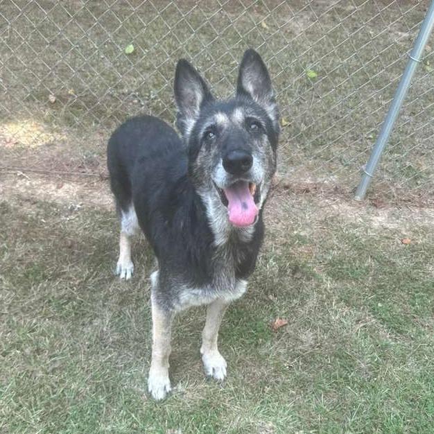 Enlarge Bubbles, a Adoptable Mixed Breed in Gadsden, AL image 4/6
