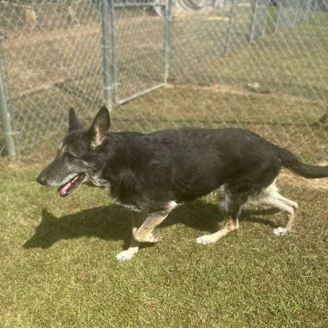 Enlarge Bubbles, a Adoptable Mixed Breed in Gadsden, AL image 5/6