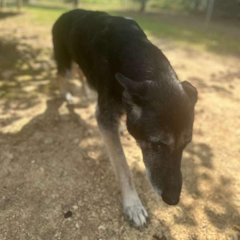 Enlarge Bubbles, a Adoptable Mixed Breed in Gadsden, AL image 6/6