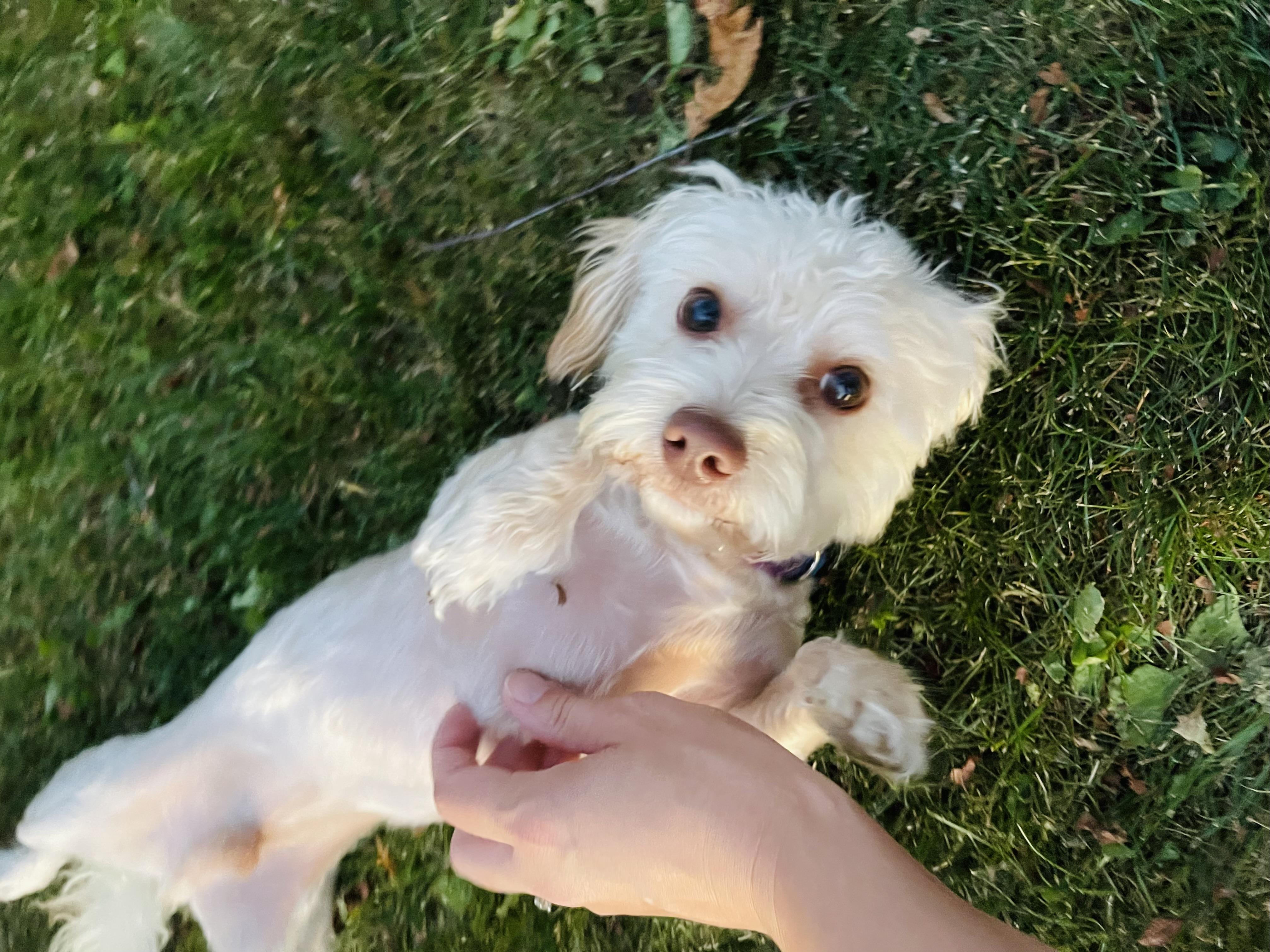 Tracy, an adoptable Maltipoo, Shih poo in Winter, WI, 54896 | Photo Image 1