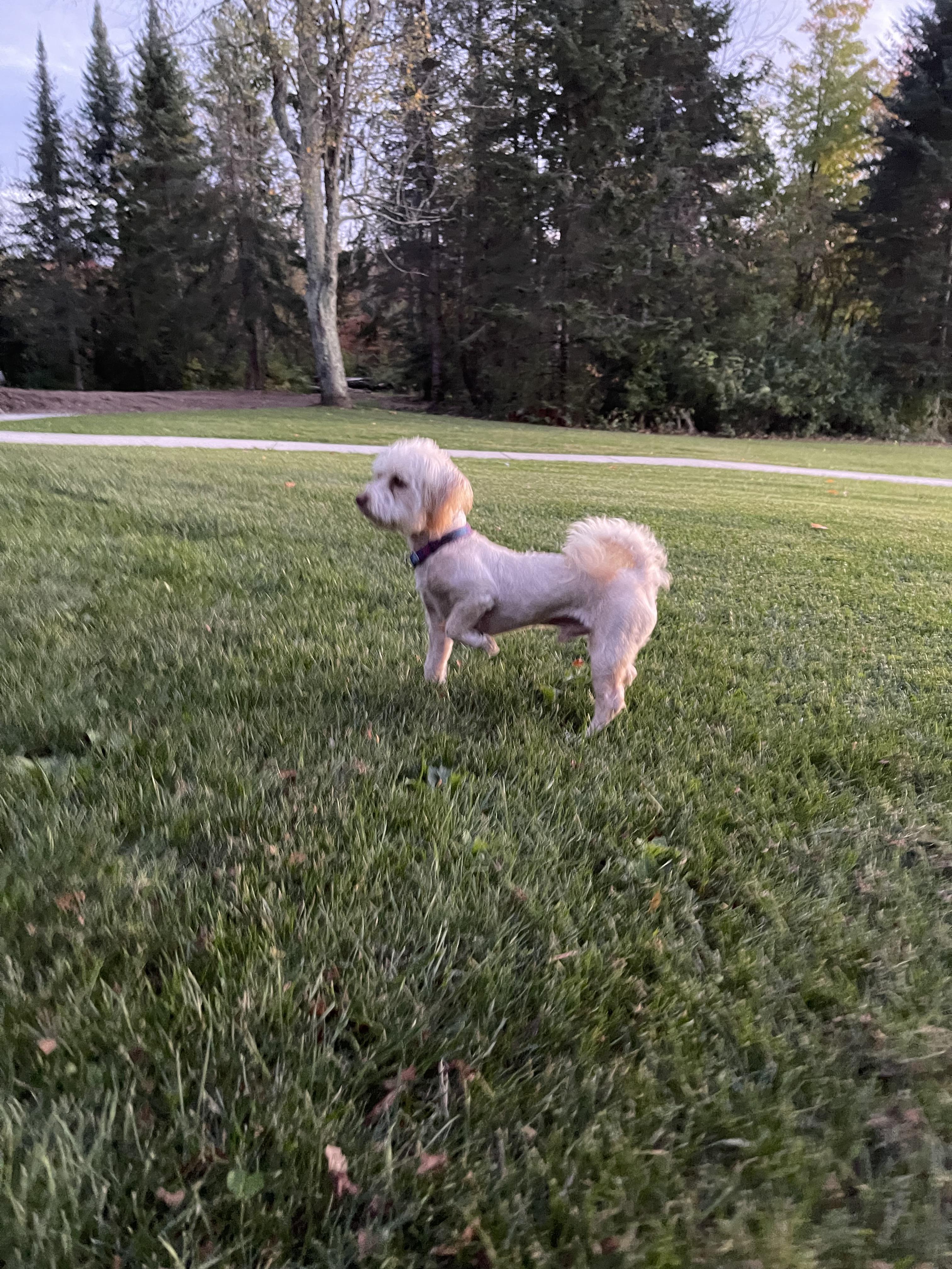 Tracy, an adoptable Maltipoo, Shih poo in Winter, WI, 54896 | Photo Image 2