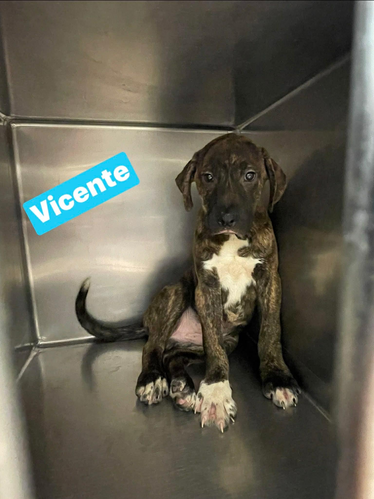 Enlarge Vincente, a Adoptable mixed breed in Totowa, NJ image 1/1