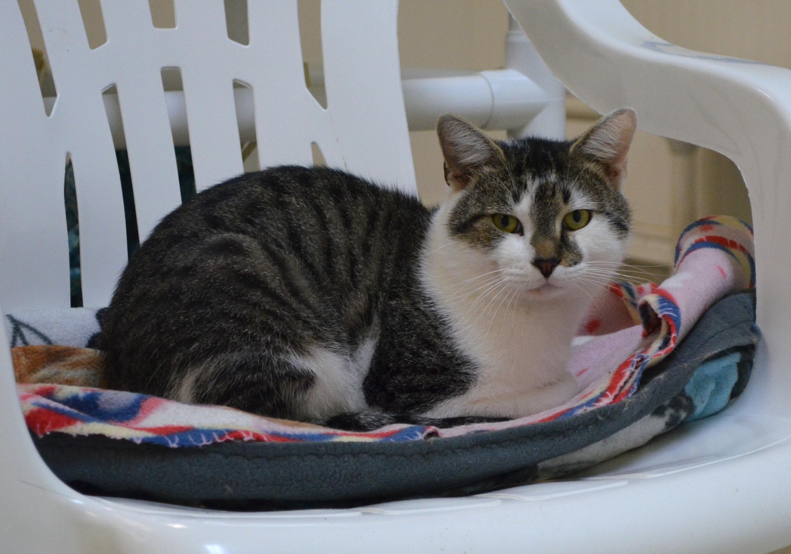 Herbie, Adoptable, Adult Male Domestic Short Hair.