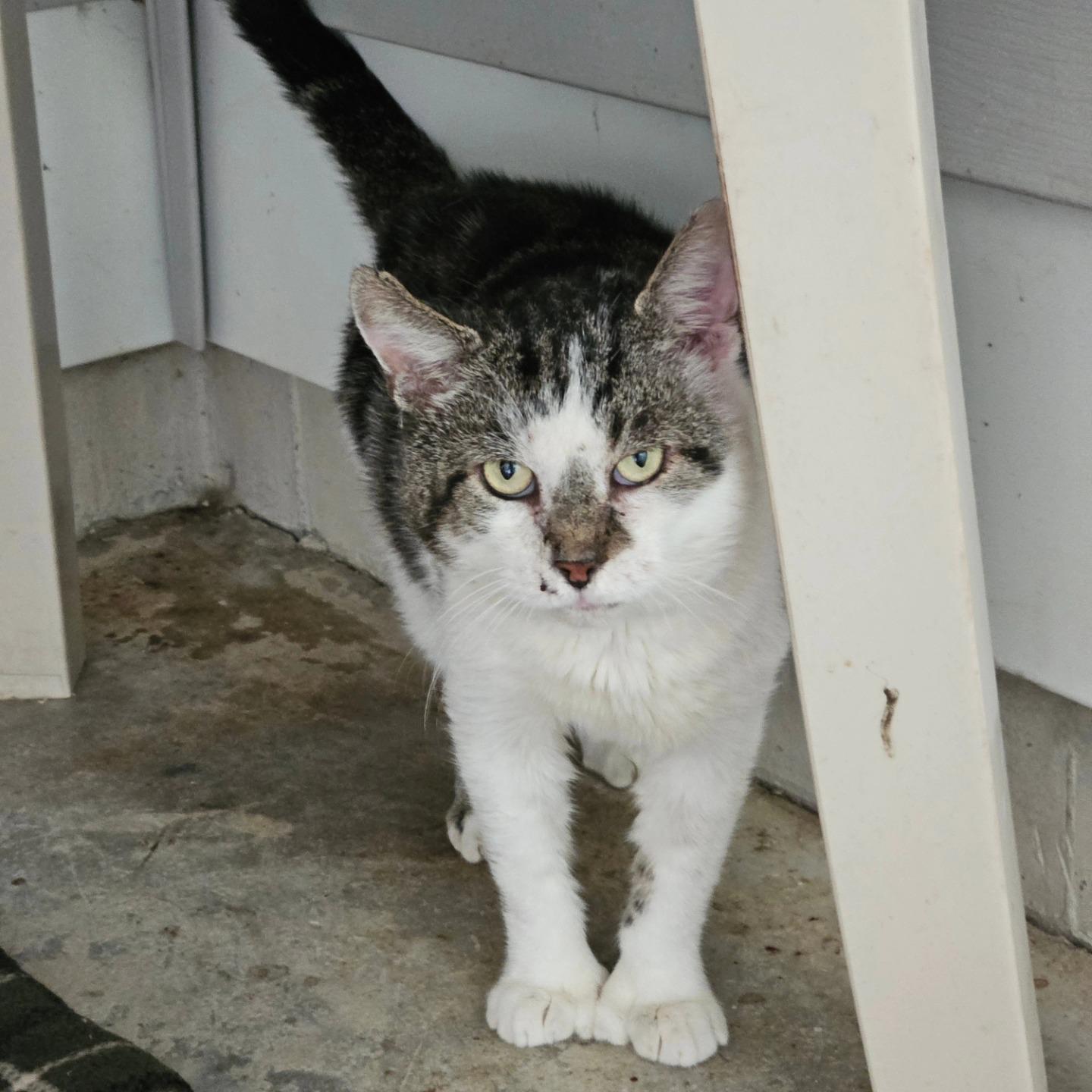 Enlarge Herbie, a Adoptable Domestic Short Hair in Westbrook, CT image 4/6
