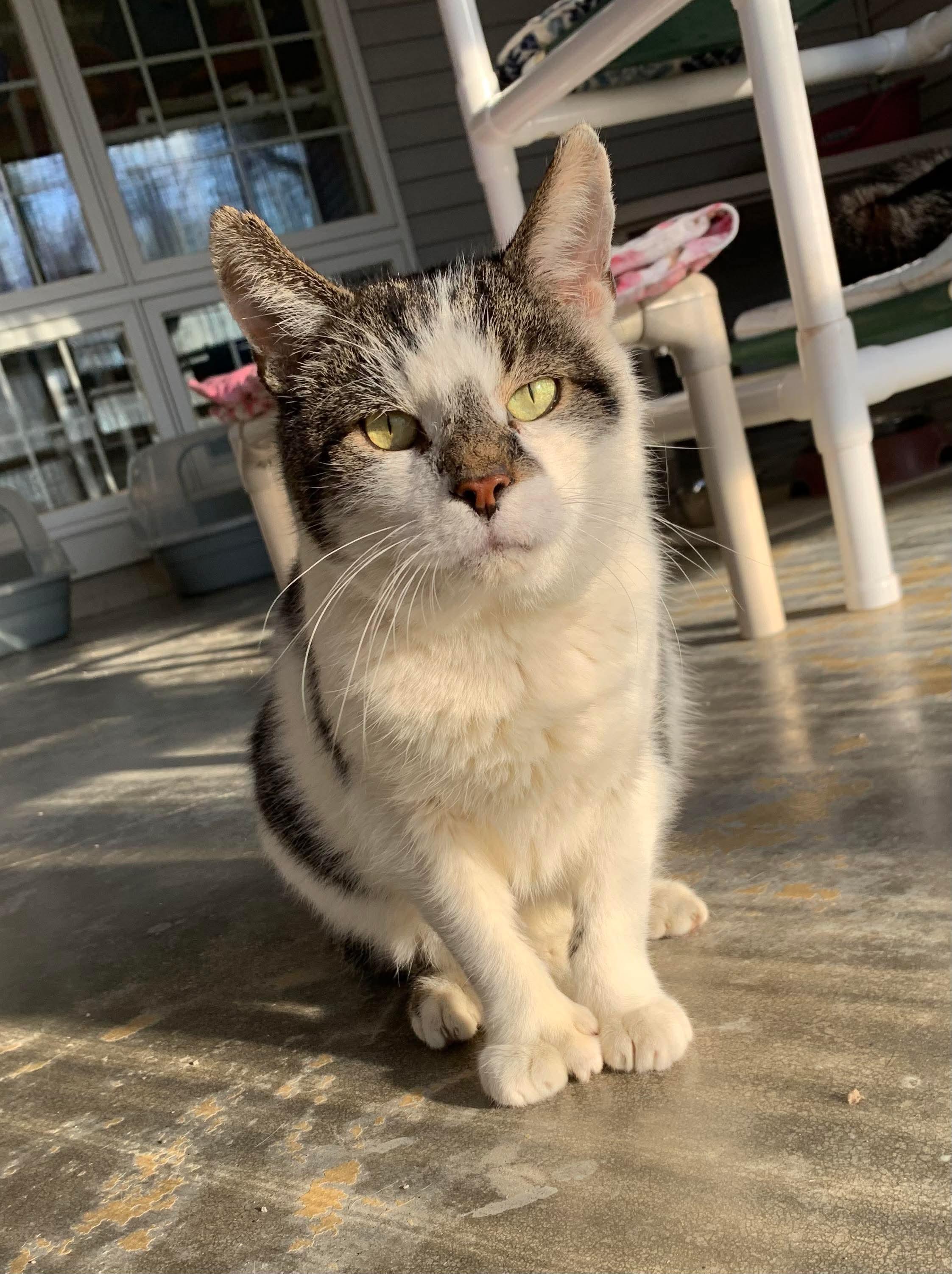 Enlarge Herbie, a Adoptable Domestic Short Hair in Westbrook, CT image 6/6