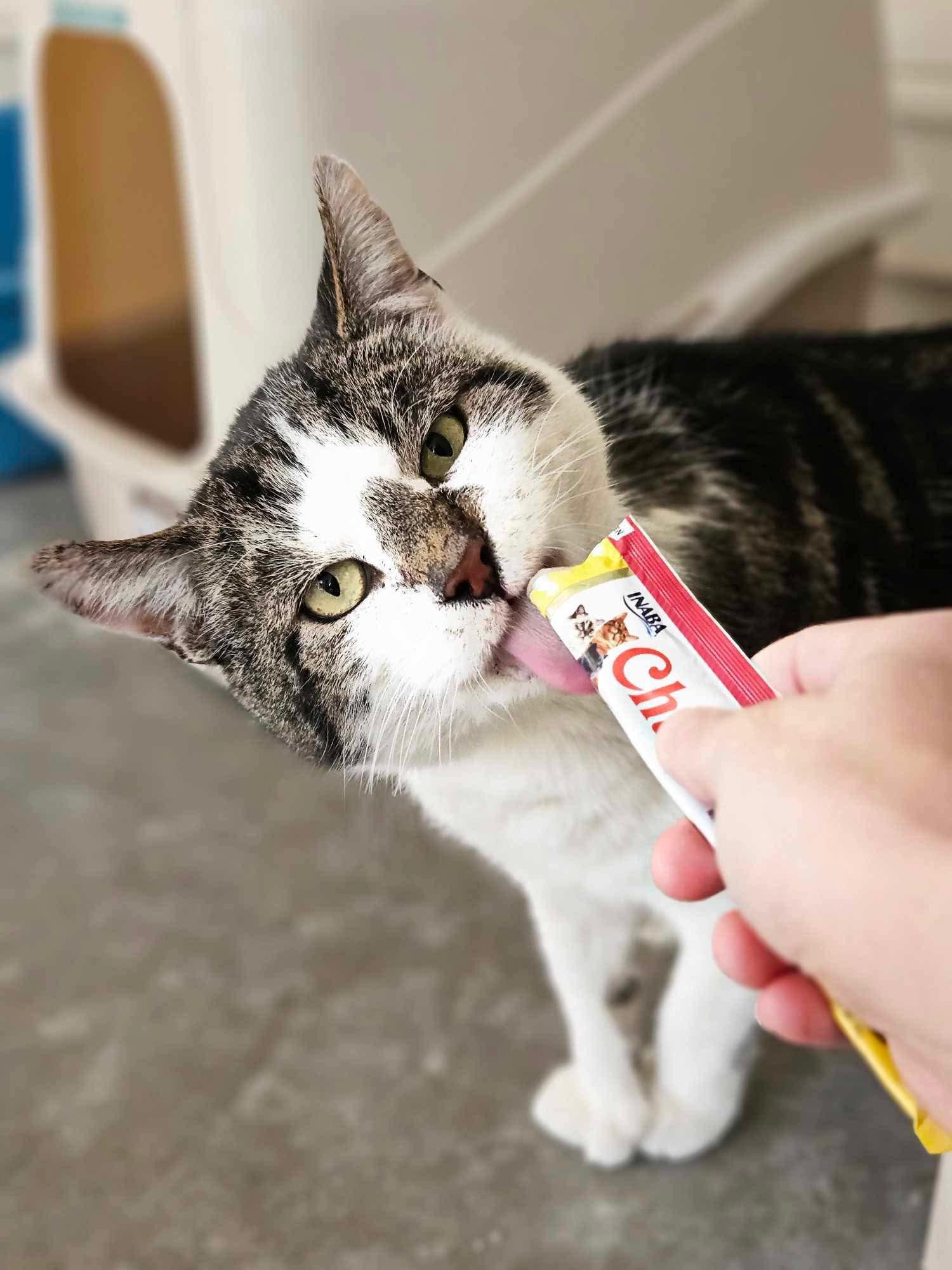 Enlarge Herbie, a Adoptable Domestic Short Hair in Westbrook, CT image 6/6