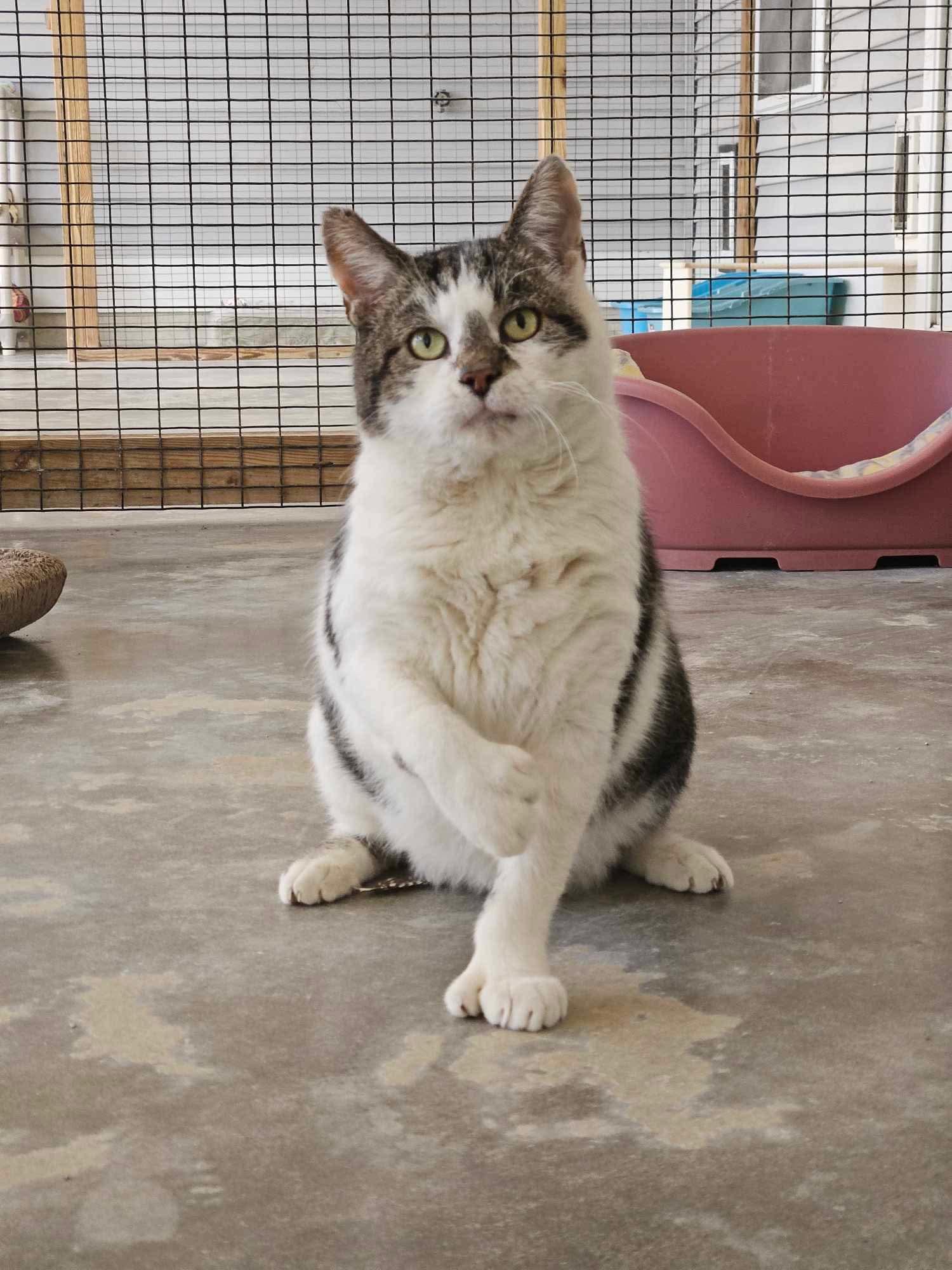 Enlarge Herbie, a Adoptable Domestic Short Hair in Westbrook, CT image 2/6