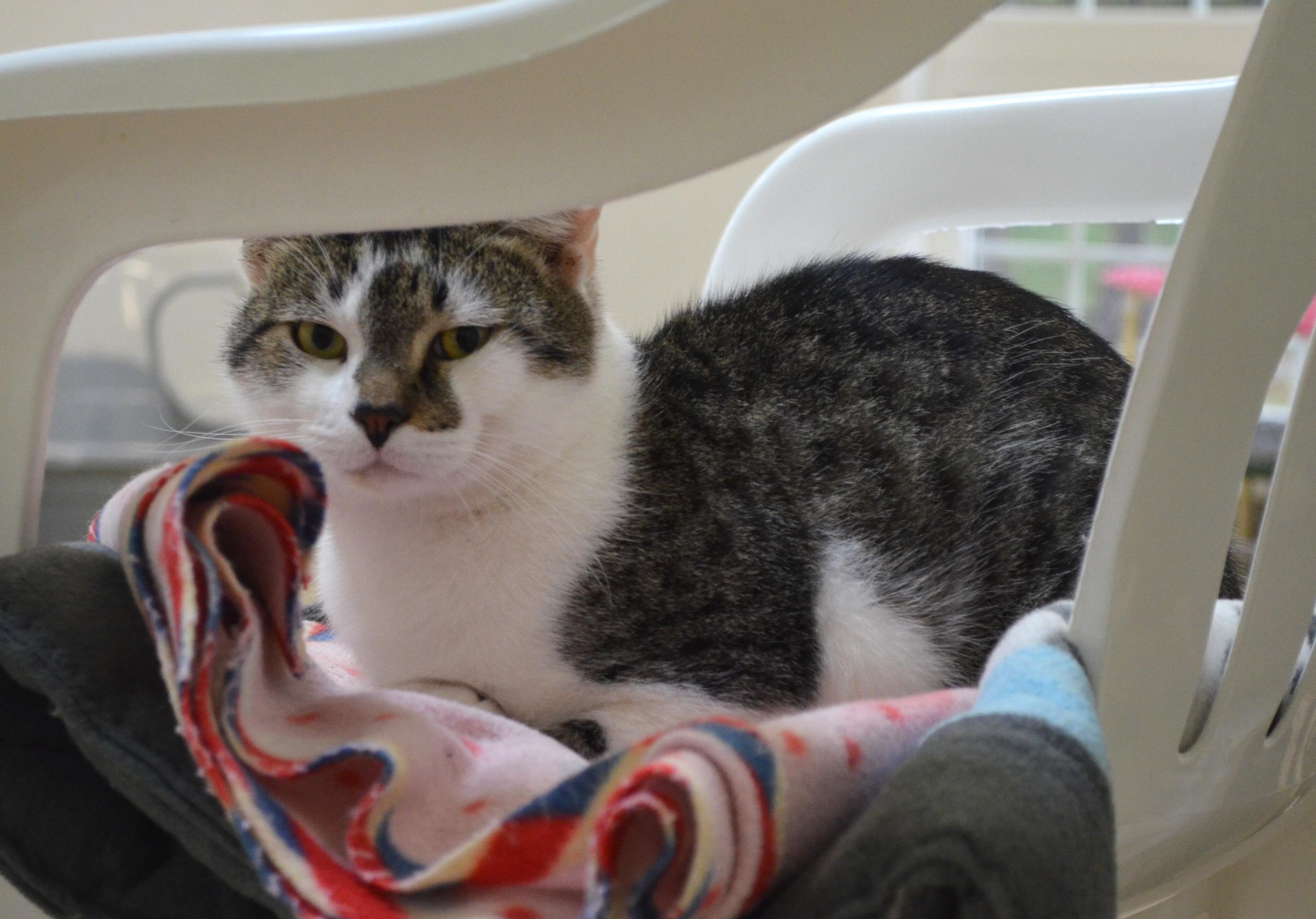 Enlarge Herbie, a Adoptable Domestic Short Hair in Westbrook, CT image 3/6