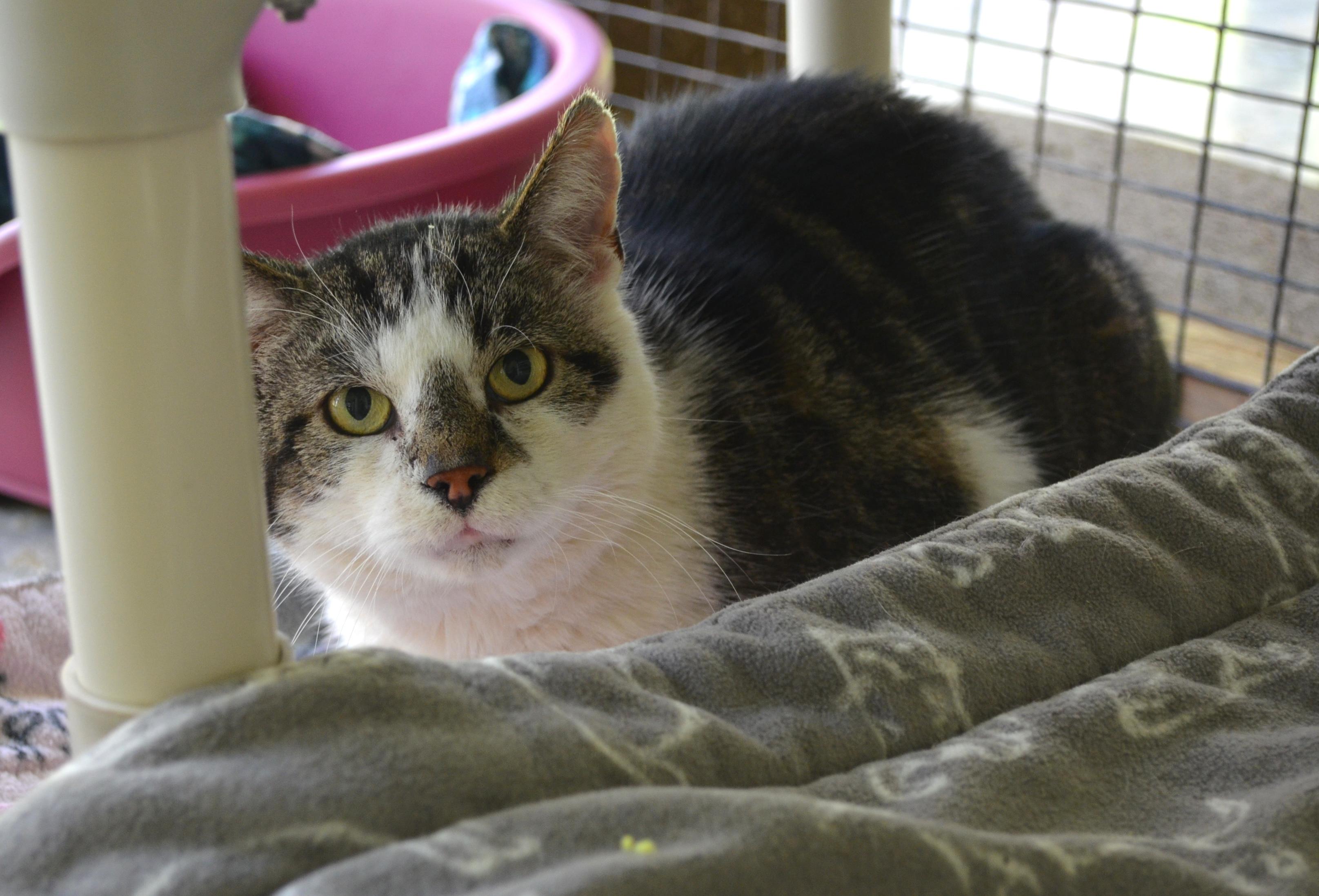 Enlarge Herbie, a Adoptable Domestic Short Hair in Westbrook, CT image 5/6