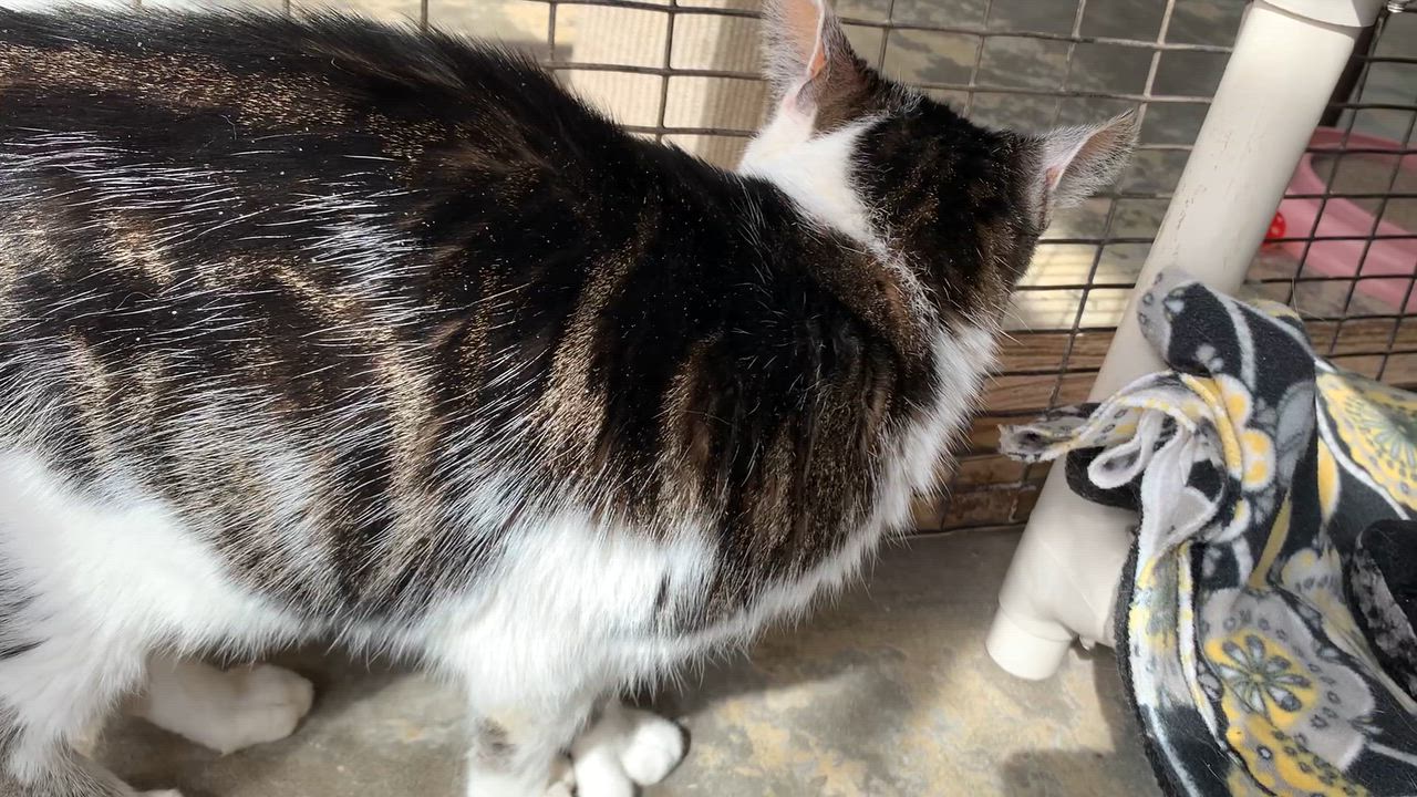 Enlarge Herbie, a Adoptable Domestic Short Hair in Westbrook, CT video 4/6