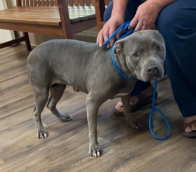 Livvy, Adoptable, Adult Female American Staffordshire Terrier.