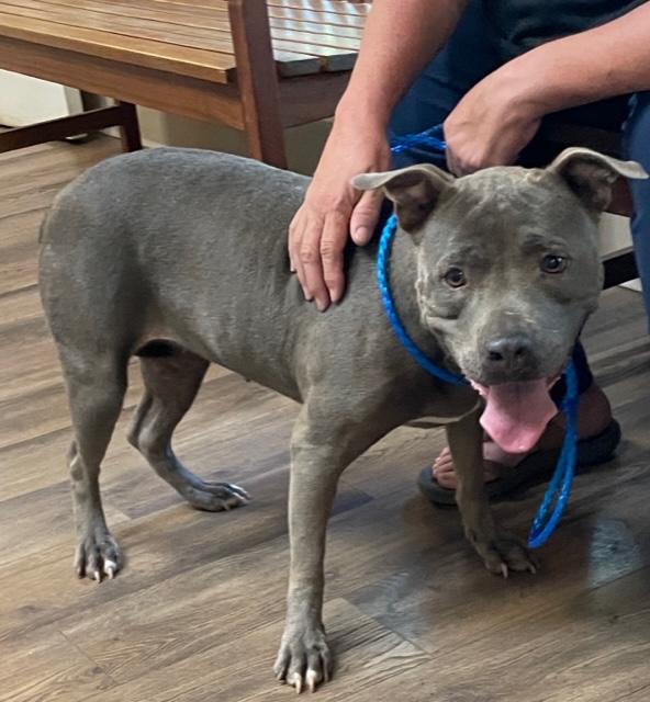 Livvy, a Adoptable American Staffordshire Terrier in Cairo, GA image 2/4