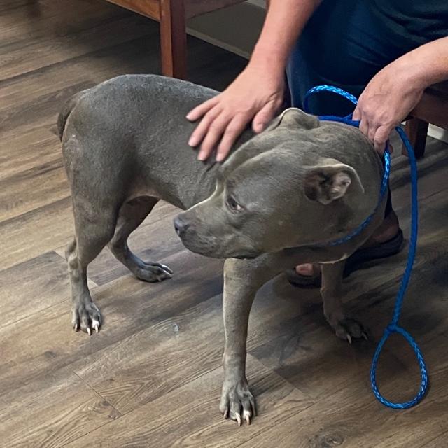 Livvy, a Adoptable American Staffordshire Terrier in Cairo, GA image 3/4