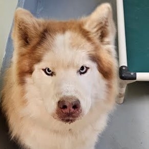 Jaxon, an adoptable Husky in Libby, MT, 59923 | Photo Image 3