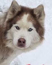 Jaxon, a Adoptable Husky image 2/5