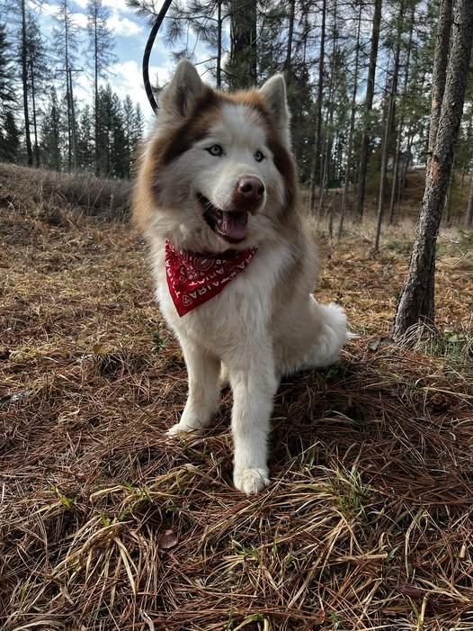 Jaxon, an adoptable Husky in Libby, MT, 59923 | Photo Image 1