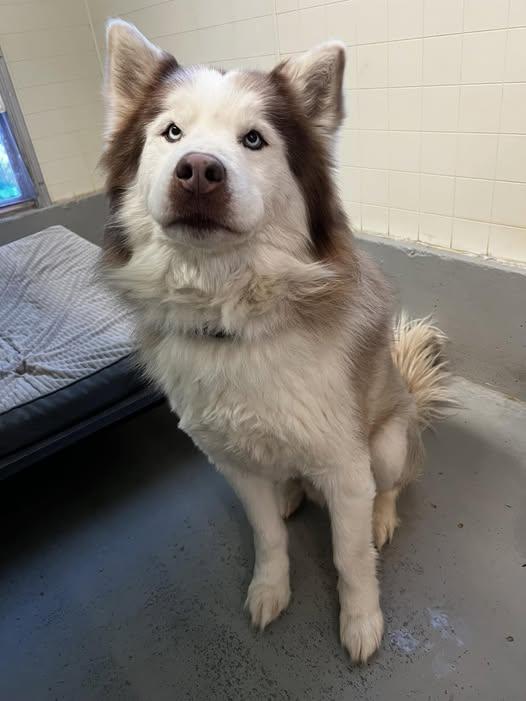 Jaxon, an adoptable Husky in Libby, MT, 59923 | Photo Image 4