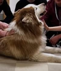 Jaxon, a Adoptable Husky image 5/5