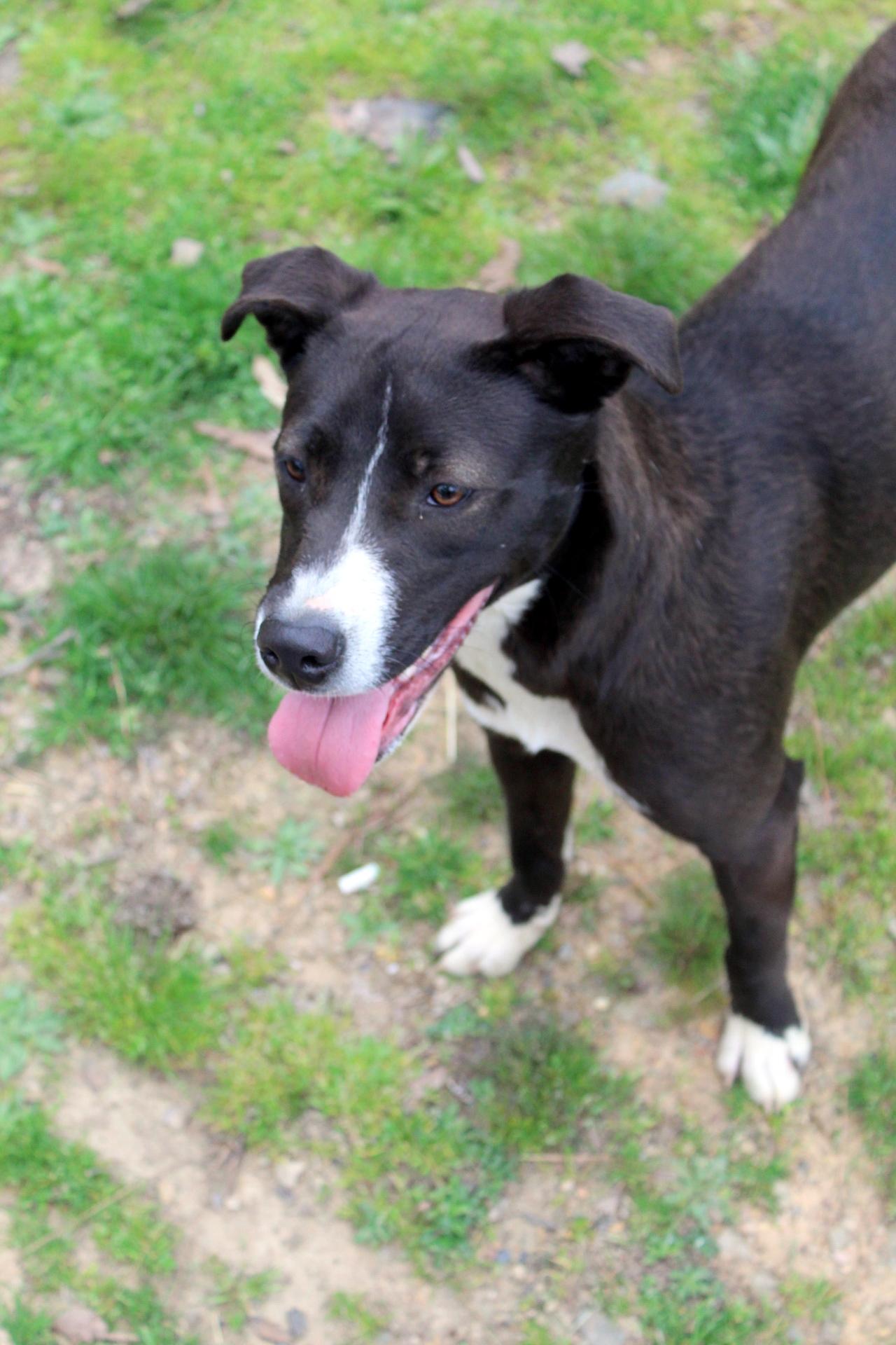 Dee, a Adoptable mixed breed in Baltimore, MD image 2/5