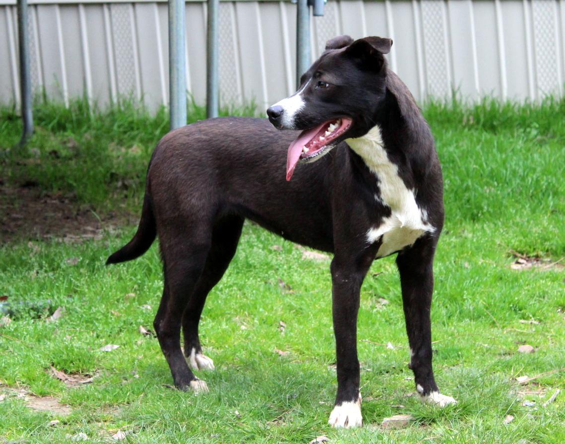 Dee, a Adoptable mixed breed in Baltimore, MD image 3/5