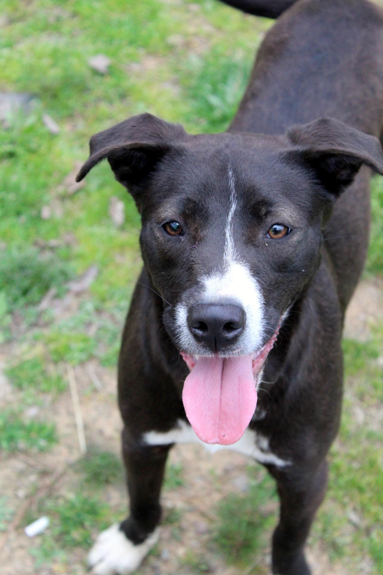 Dee, Adoptable, Adult Female Black Labrador Retriever.