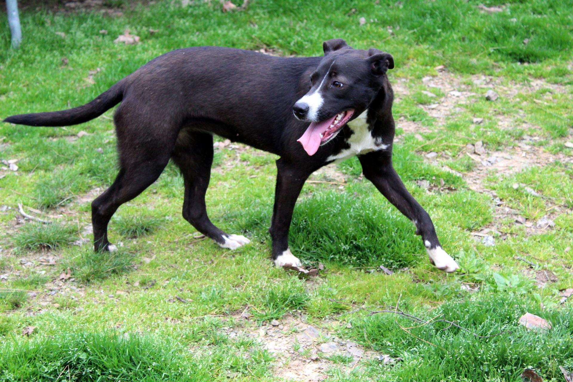 Dee, a Adoptable mixed breed in Baltimore, MD image 4/5