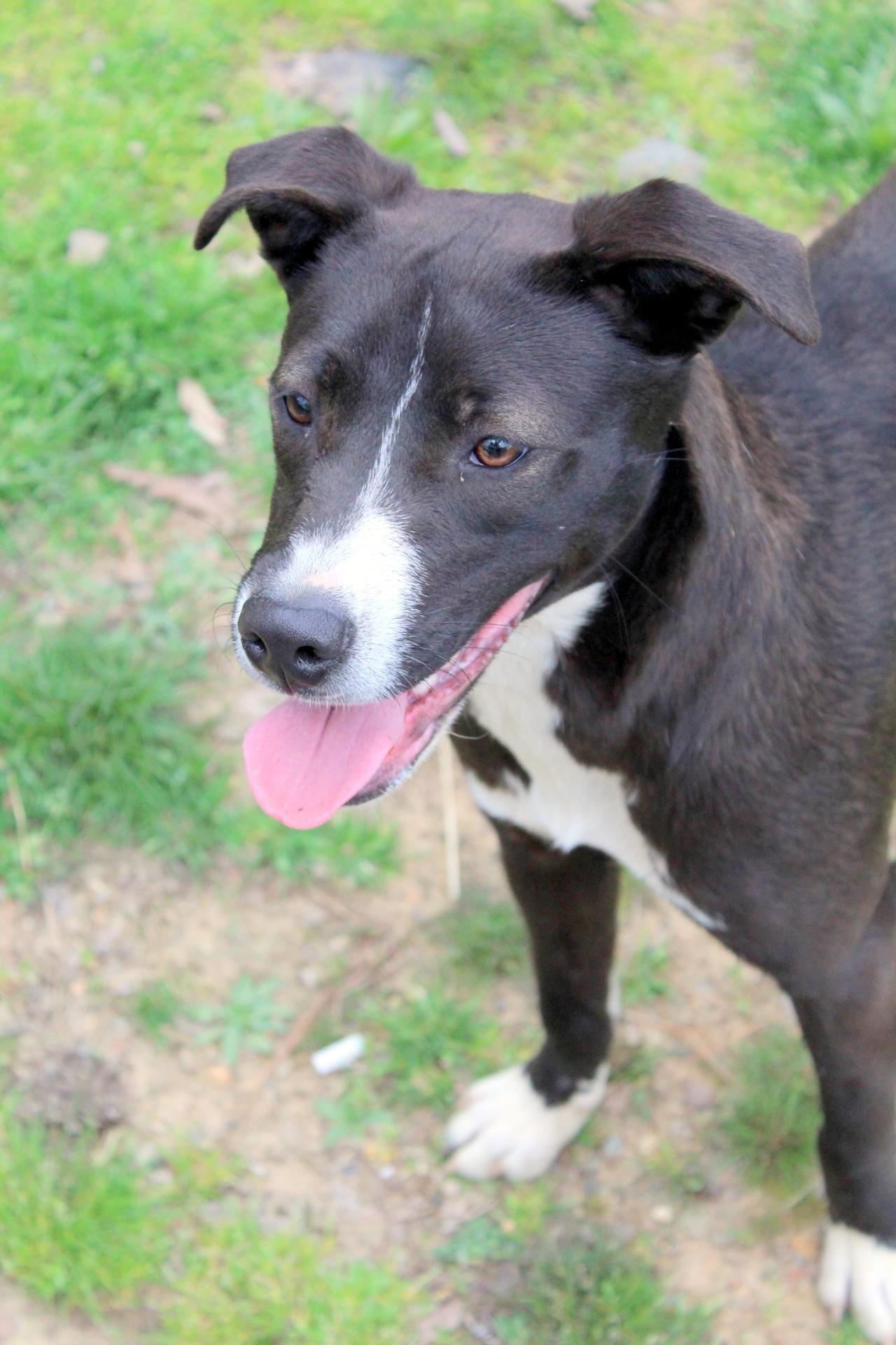 Dee, a Adoptable mixed breed in Baltimore, MD image 5/5