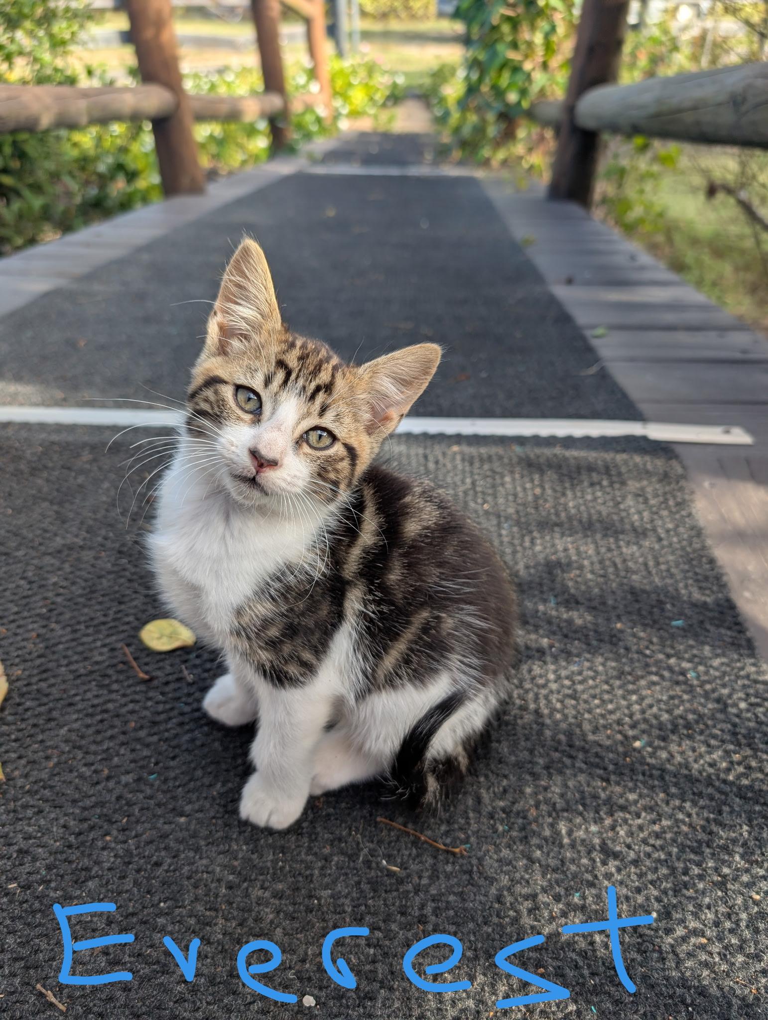 Everest, Adoptable, Kitten Male Domestic Short Hair.