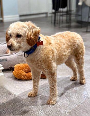 Enlarge Hope, an adopted mixed breed in Bedford Hills, NY image 3/3