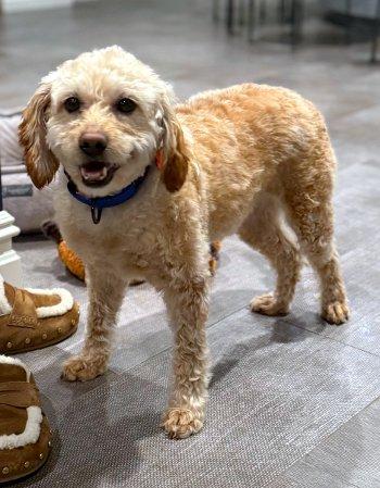 Enlarge Hope, an adopted mixed breed in Bedford Hills, NY image 1/3