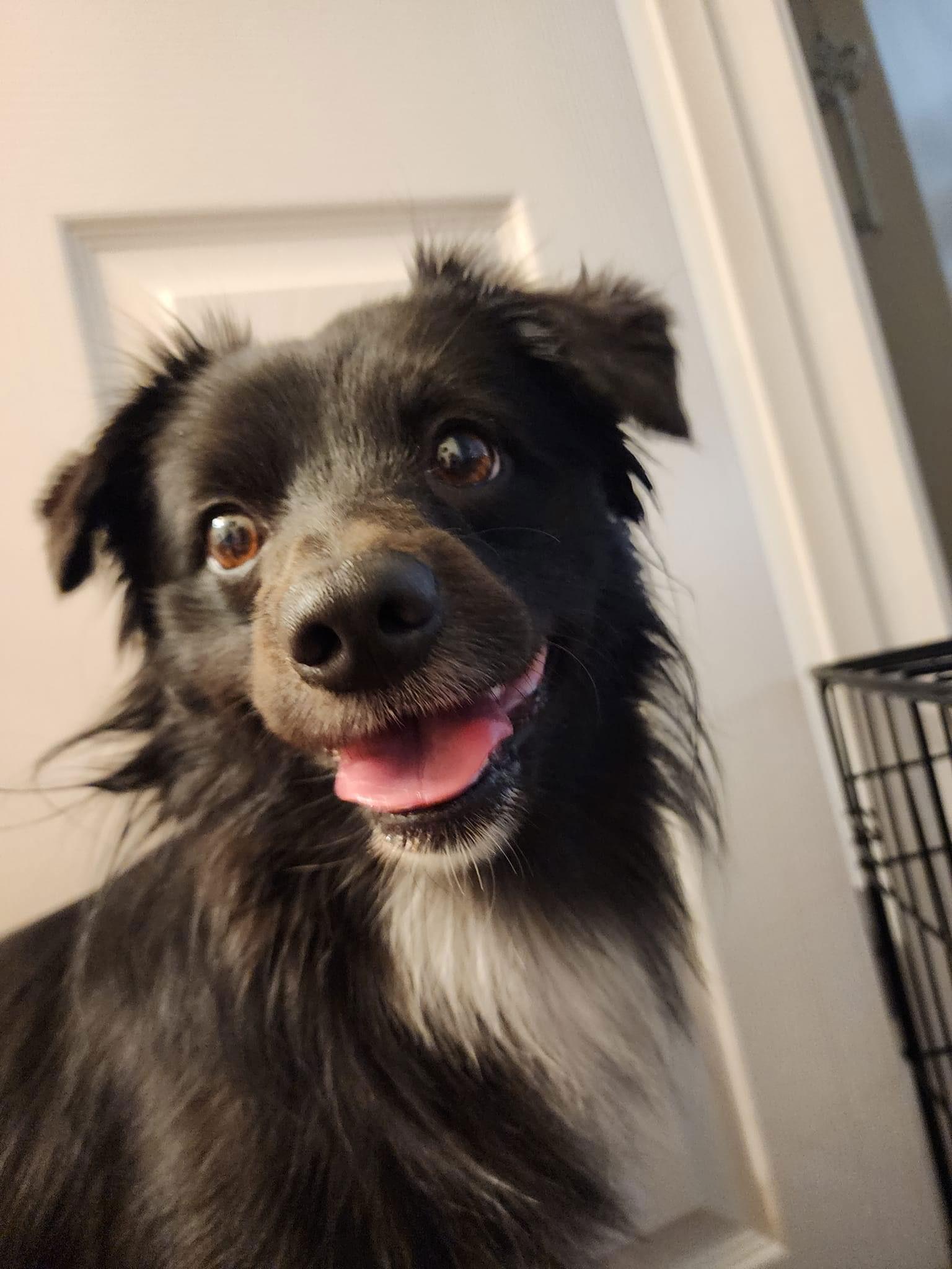 Spaz aka Taz, Adopted, Young Male Papillon.