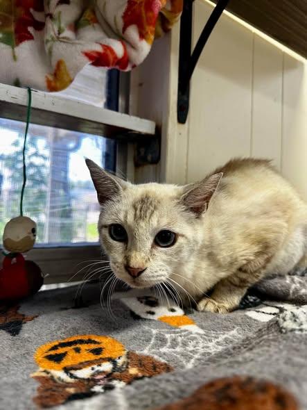 Enlarge Duchess, a Adoptable mixed breed in Baton Rouge, LA image 1/2