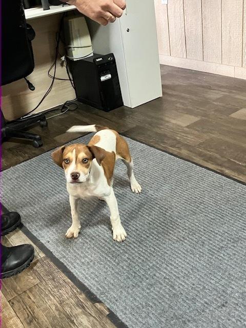 Tater tot (149-26), an adopted mixed breed in Cambridge, OH image 2/2