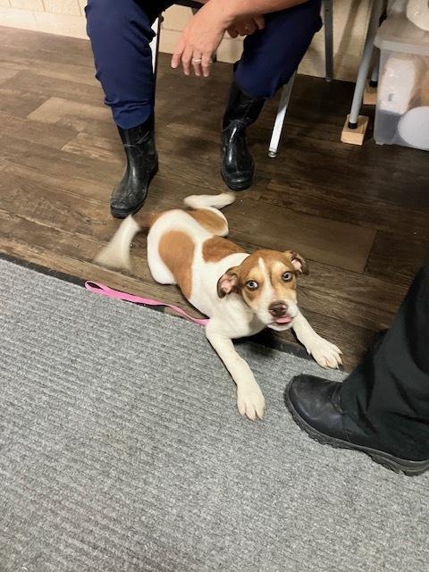 Tater tot (149-26), an adopted mixed breed in Cambridge, OH image 1/2