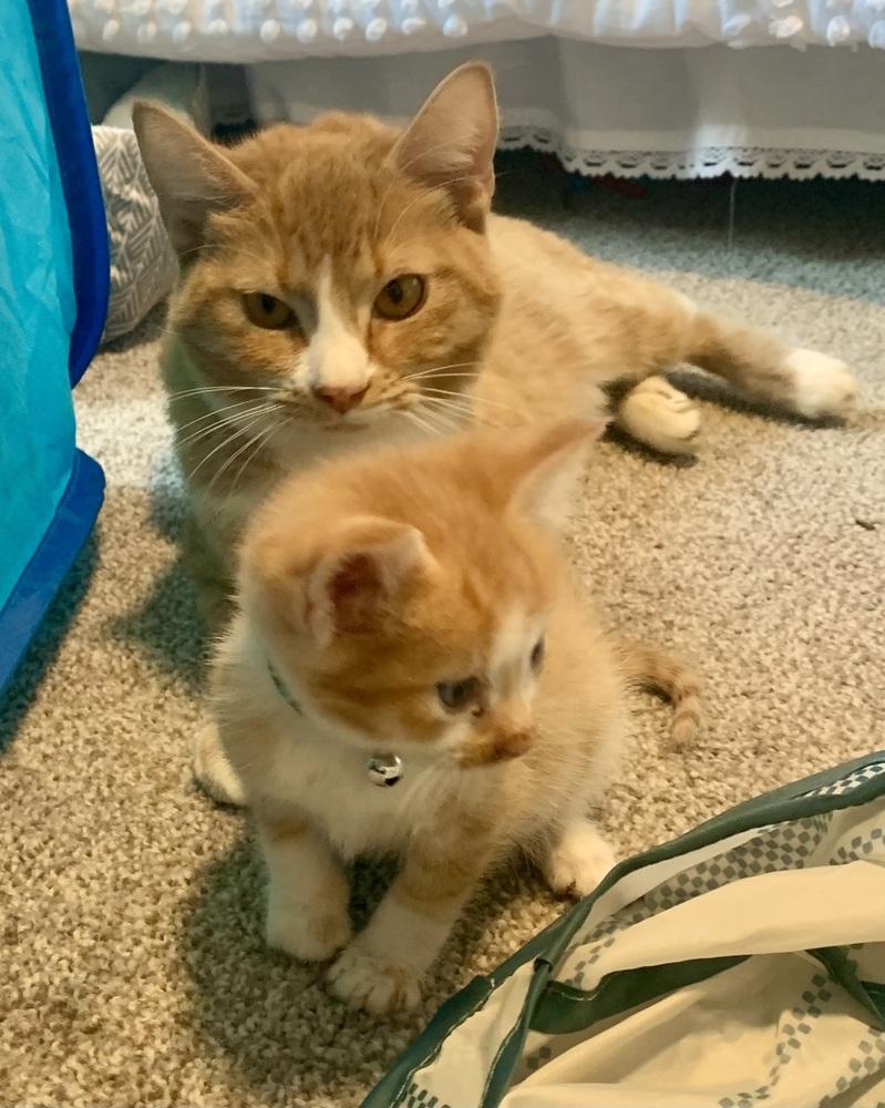 Ginger, Adoptable, Young Female Domestic Short Hair.