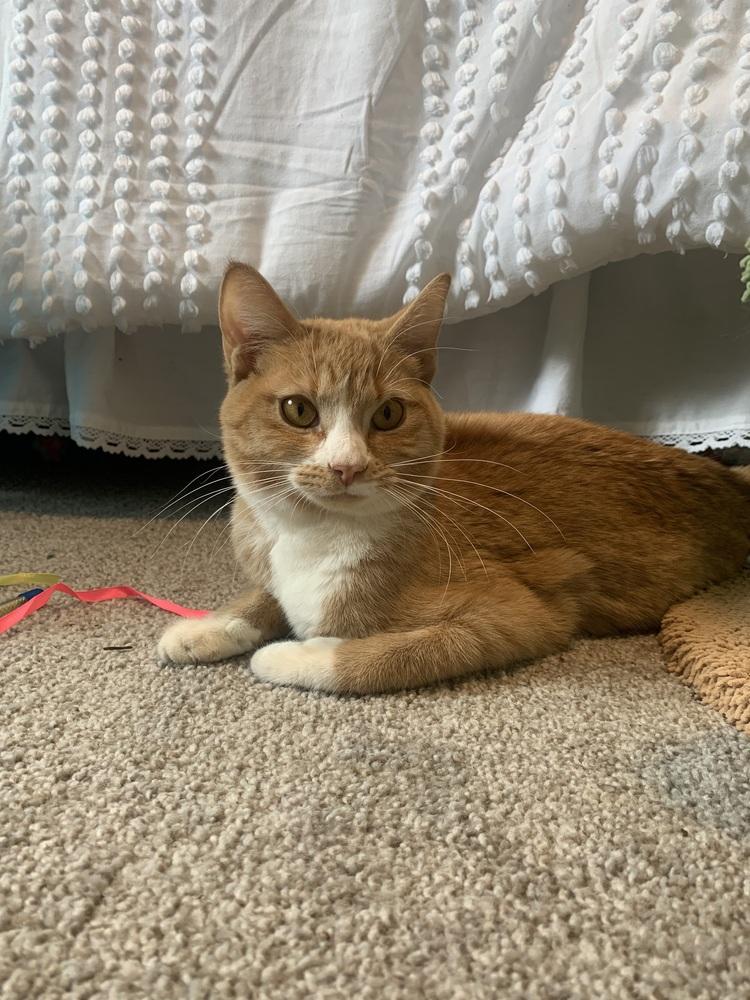 Ginger, a Adoptable Domestic Short Hair image 2/4